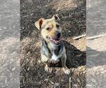 *MAVERICK - Male Chihuahua Dog for Adoption - Small photo