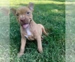 Small #9 Bullboxer Pit