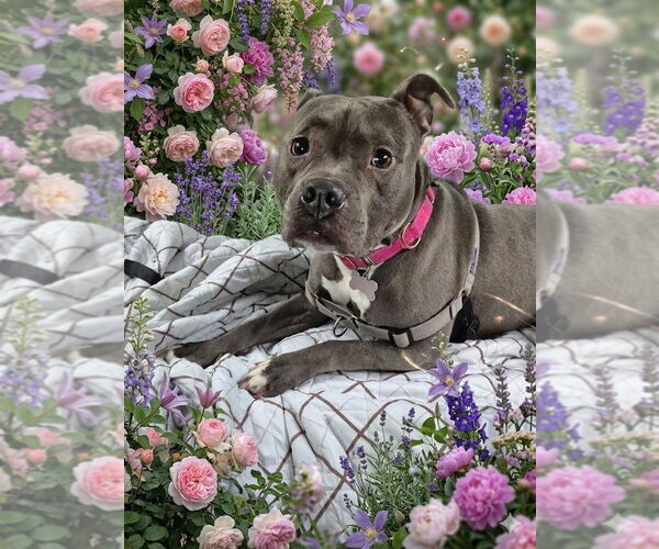 Medium Photo #9 Mutt Puppy For Sale in Caldwell, NJ, USA