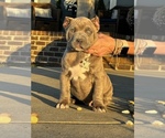 Puppy Orange Collar American Bully