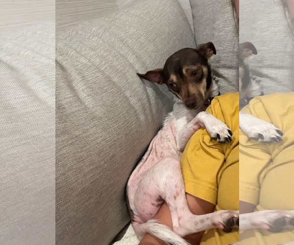 Medium Photo #9 Chihuahua-Unknown Mix Puppy For Sale in Tampa, FL, USA