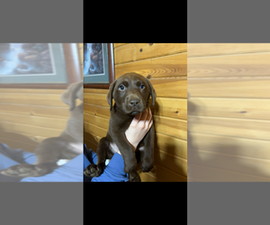 Medium Labrador Retriever