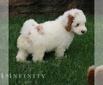 Small #1 Goldendoodle