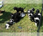 Small Photo #7 Irish Doodle Puppy For Sale in PALMYRA, VA, USA