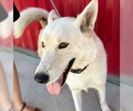 Small Gerberian Shepsky
