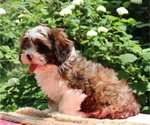 Small #5 Cava-Tzu