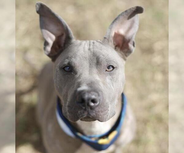 Medium Photo #1 American Staffordshire Terrier-Unknown Mix Puppy For Sale in San Antonio, TX, USA