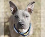 Small American Staffordshire Terrier Mix