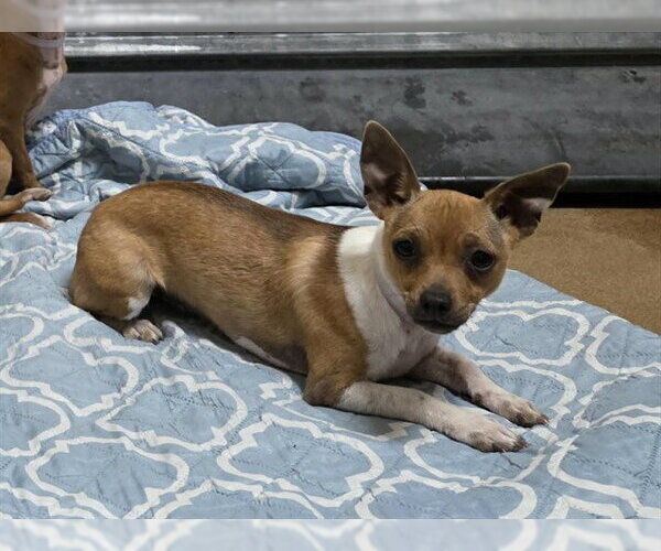 Medium Photo #1 Chihuahua Puppy For Sale in Martinez, CA, USA