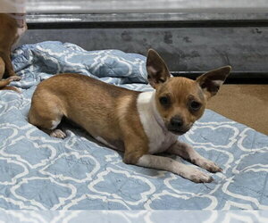 Chihuahua Dogs for adoption in Martinez, CA, USA