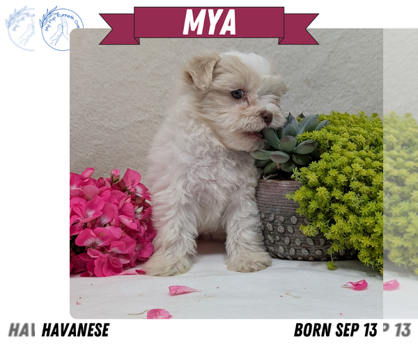 Medium Photo #2 Havanese Puppy For Sale in GOSHEN, IN, USA
