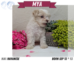 Small #1 Havanese