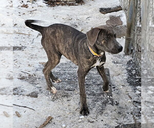 Medium Photo #1 Boxer Puppy For Sale in Bloomingdale, NJ, USA