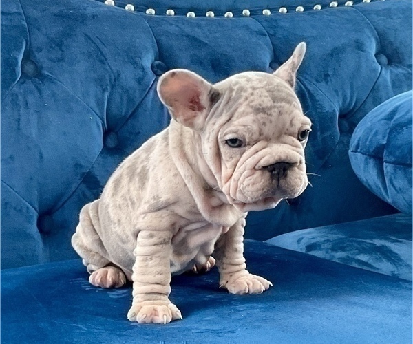 Medium Photo #2 French Bulldog Puppy For Sale in MARIETTA, PA, USA