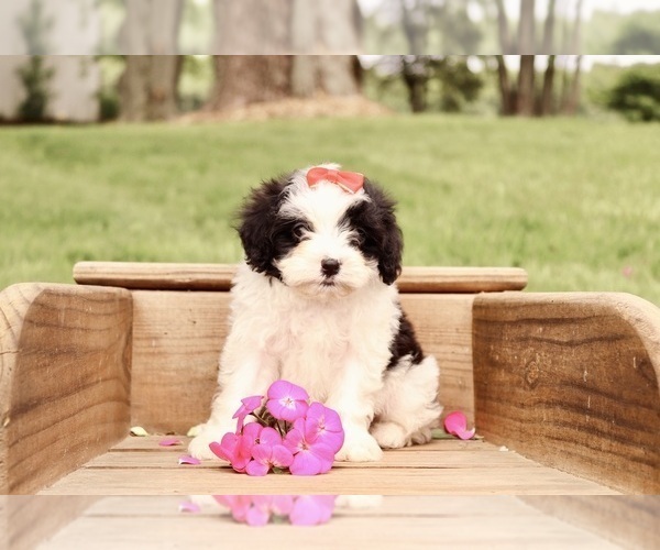 Medium Photo #2 Cavapoo Puppy For Sale in WEST SALEM, OH, USA