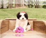 Small #1 Cavapoo