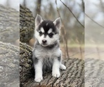Small Photo #30 Pomsky Puppy For Sale in STAPLES, MN, USA