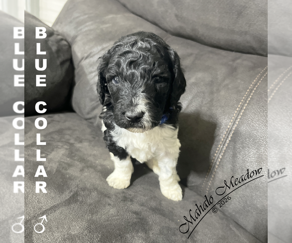 Medium Photo #4 Poodle (Standard) Puppy For Sale in SUFFOLK, VA, USA