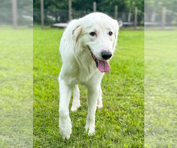 Medium Photo #6 Great Pyrenees-Unknown Mix Puppy For Sale in Houston, TX, USA