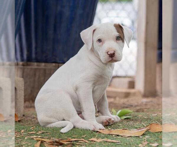 Medium Photo #3 Labrador Retriever-Unknown Mix Puppy For Sale in San Diego, CA, USA