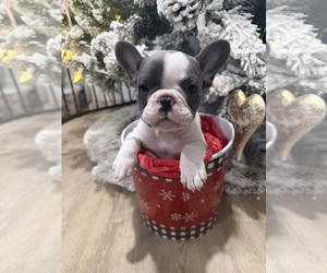 French Bulldog Puppy for sale in GRAND JUNCTION, CO, USA