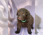 Puppy 1 Aussiedoodle Miniature 