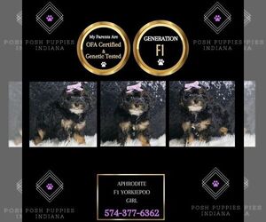 YorkiePoo Puppy for sale in WARSAW, IN, USA