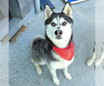 Small #4 Alusky