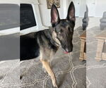 Small #4 German Shepherd Dog Mix