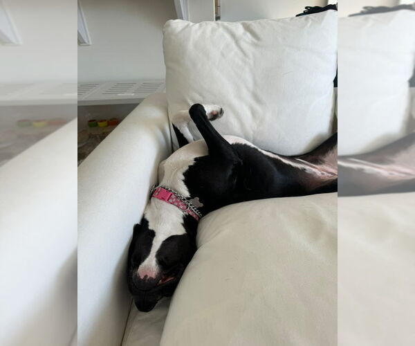Medium Photo #8 American Pit Bull Terrier-Labrador Retriever Mix Puppy For Sale in Dana Point, CA, USA