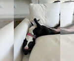 Small #7 American Pit Bull Terrier-Labrador Retriever Mix