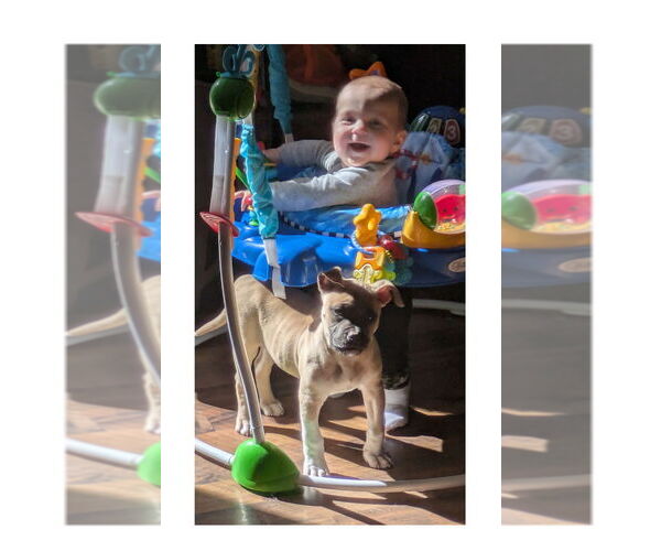 Medium Photo #12 Mutt Puppy For Sale in Mooresville, NC, USA