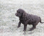Small Photo #14 Labradoodle Puppy For Sale in MEMPHIS, MO, USA