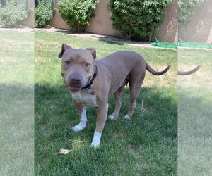 BETTY WHITE - Female Mutt Dog for Adoption - Photo #17