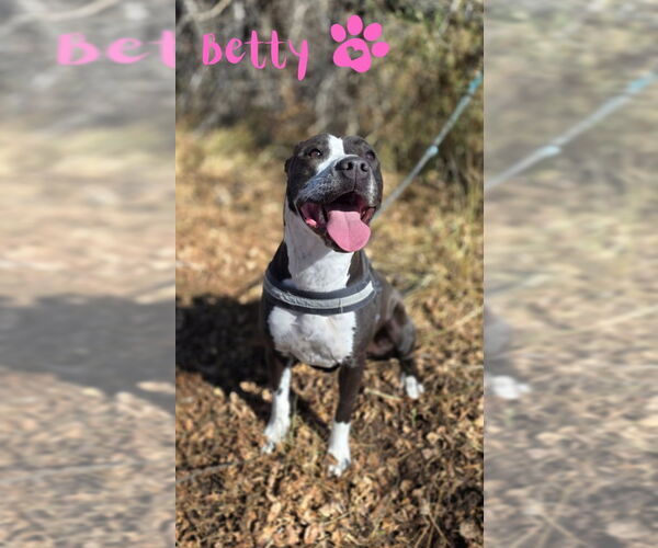 Medium Photo #19 Mutt Puppy For Sale in Monte Vista, CO, USA