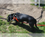 Small #2 Dachshund Mix