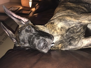 Great Dane Puppy for sale in LIVERPOOL, NY, USA