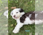 Image preview for Ad Listing. Nickname: Spot