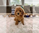 Small Photo #1 Cockapoo Puppy For Sale in INDIANAPOLIS, IN, USA