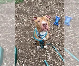 Mutt Dogs for adoption in Waterford, VA, USA