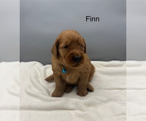 Golden Retriever Dog for Adoption in FREDERICKSBG, Ohio USA