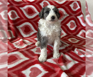 Bordoodle Puppy for sale in NEW HAVEN, IN, USA