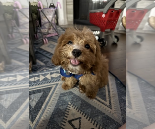Medium Photo #2 Cavapoochon (Miniature) Puppy For Sale in GROVETOWN, GA, USA