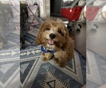 Small #1 Cavapoochon (Miniature)