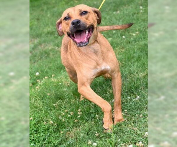 Medium Photo #5 Mutt Puppy For Sale in Glen Allen, VA, USA