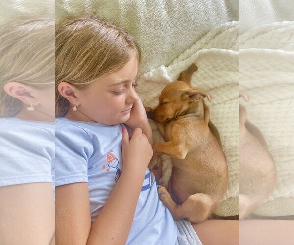 Medium Photo #3 Chiweenie Puppy For Sale in Sanford, FL, USA