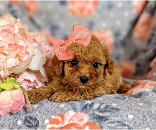 Medium Photo #6 Cavapoo Puppy For Sale in RED LION, PA, USA