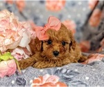 Small Photo #6 Cavapoo Puppy For Sale in RED LION, PA, USA