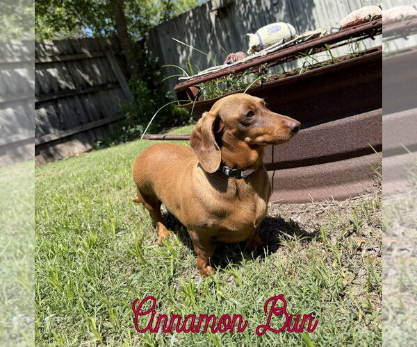 Medium Photo #19 Dachshund Puppy For Sale in San Antonio, TX, USA