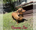 Small Photo #19 Dachshund Puppy For Sale in San Antonio, TX, USA